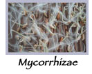 Mykorrhizae