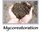 mycorestauration